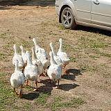 Летний Слет работающей молодежи 2016 86