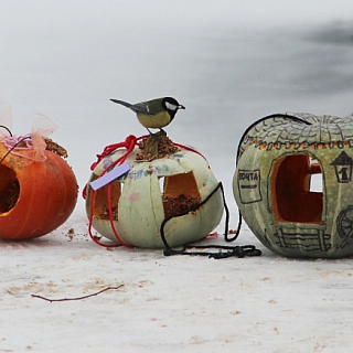 Керженский заповедник провел Синичкин день 1