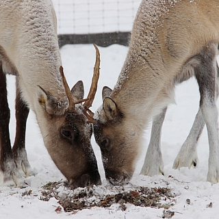 Олени, обитающие в Керженском заповеднике, начали сбрасывать рога 2