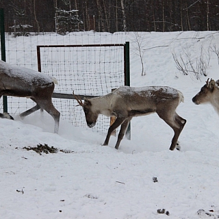 Олени, обитающие в Керженском заповеднике, начали сбрасывать рога 3