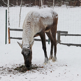 Олени, обитающие в Керженском заповеднике, начали сбрасывать рога 1