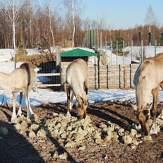 Северные олени, обитающие в Керженском заповеднике, заканчивают сбрасывать рога 1