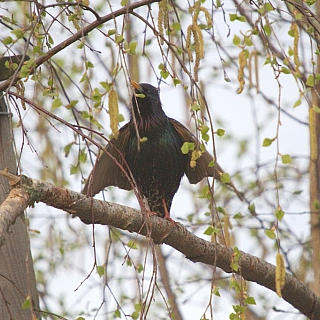 7 апреля можно считать Днем птиц по народному календарю 3