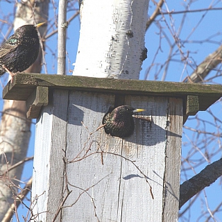 7 апреля можно считать Днем птиц по народному календарю 2