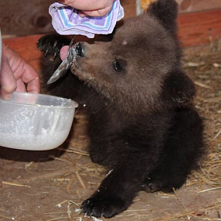 Спасенный трехмесячный медвежонок Балу обрел новый дом 3
