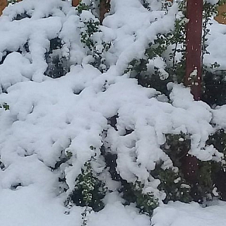 Снег выпал с нескольких районах Нижегородской области в ночь на 12 мая 1