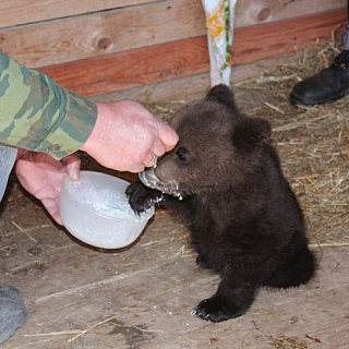 Спасенный трехмесячный медвежонок Балу обрел новый дом 1