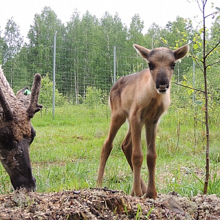 Северный олененок родился в Керженском заповеднике 1