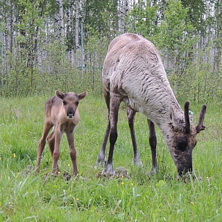 Северный олененок родился в Керженском заповеднике 2