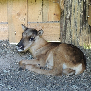 Северный олененок родился в Керженском заповеднике 3