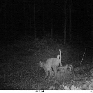 Мониторинг млекопитающих с использованием фотоловушек включен в программу Летописи природы Керженского заповедника 3