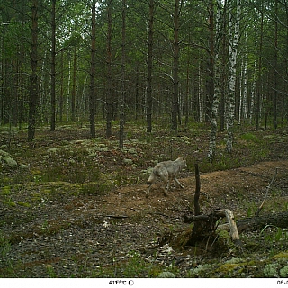 Мониторинг млекопитающих с использованием фотоловушек включен в программу Летописи природы Керженского заповедника 1