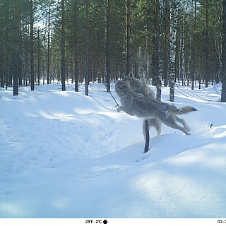 Мониторинг млекопитающих с использованием фотоловушек включен в программу Летописи природы Керженского заповедника 2