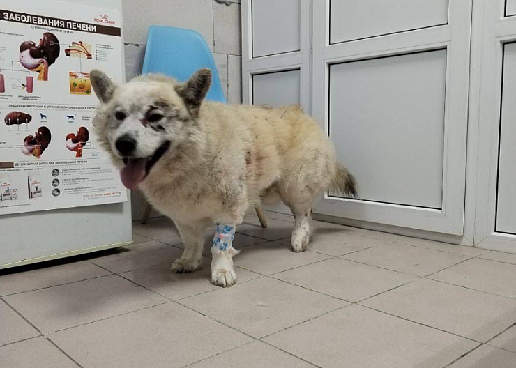 Найдена собака. 2