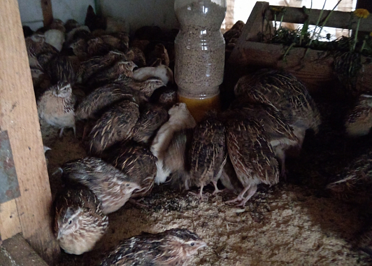 перепела несушки