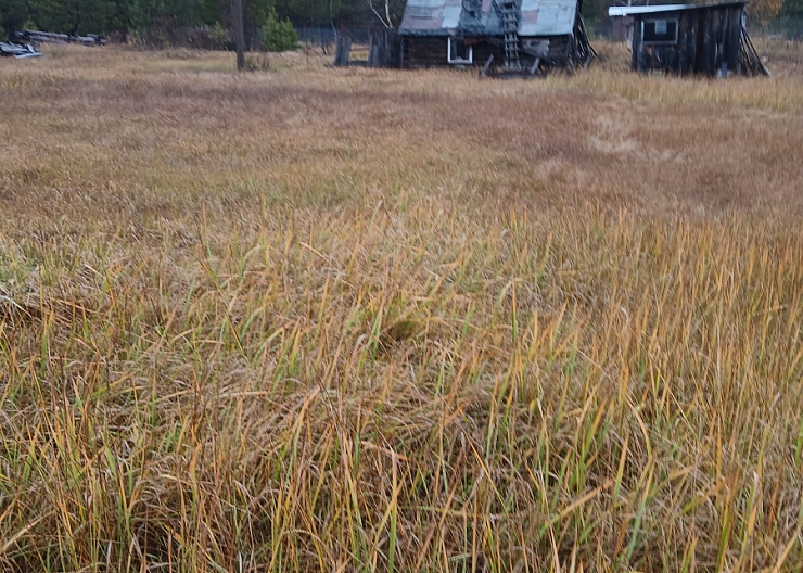 Нижегородская обл.Борский район с.п.Березовка 4
