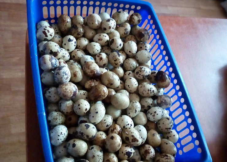 Перепелиные яйца.