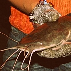 Нижегородский Рыбовод