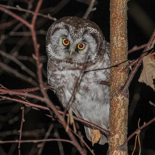 Анна Семенова