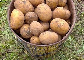 продам картофель