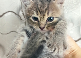Отдам бесплатно котят в добрые руки