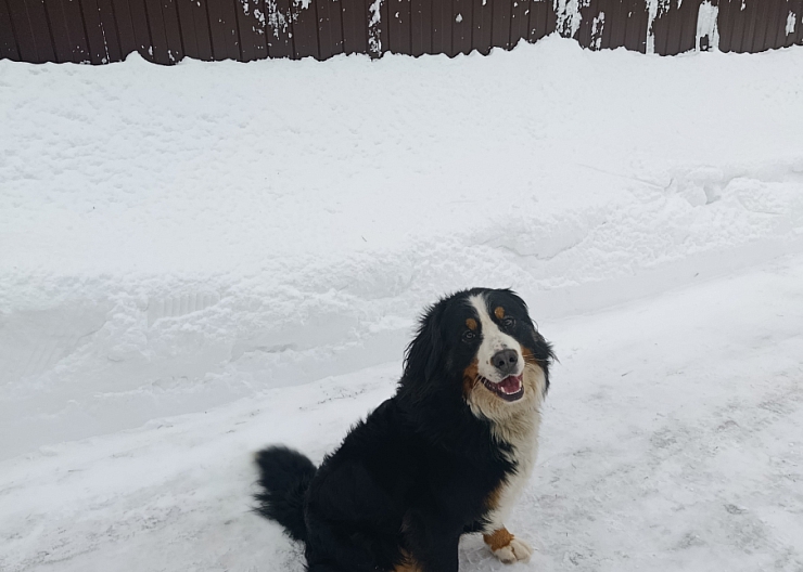 Бернский зенненхунд 4