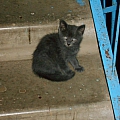 Кому нужны симпатичные котята? 3