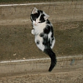 Кому нужны симпатичные котята? 1