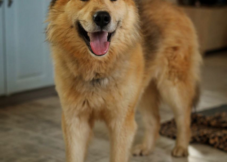 Пёс 1 год в добрые руки 4