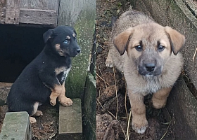 Две принцессы на выданье