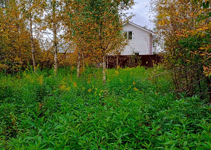 Участок СНТ САДОВНИК г.Бор 3