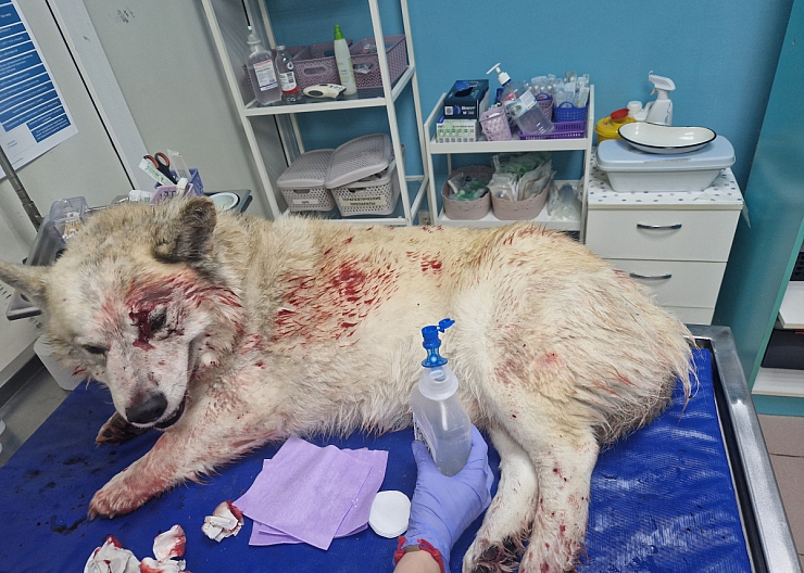 Найдена собака.