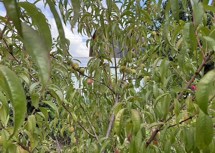 Дача 26 м² на уч. 5,5 сот., Бор, СНТ Стеклозаводец 4