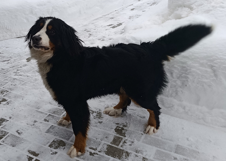 Бернский зенненхунд 3