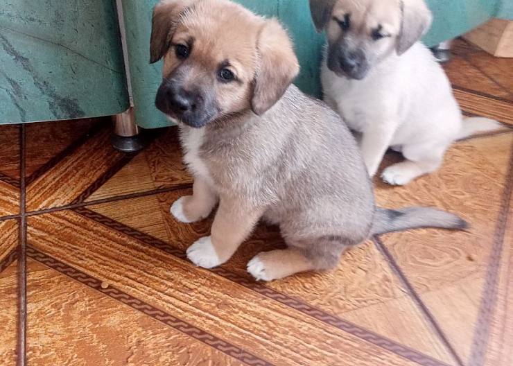 Отдам в добрые руки