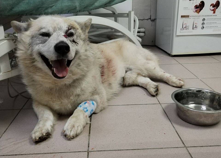 Найдена собака. 3