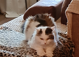 ОТДАМ в ХОРОШИЕ РУКИ !!!