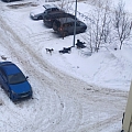 В 2 микрорайоне бегает стая собак 1