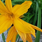 Ольга Пестова