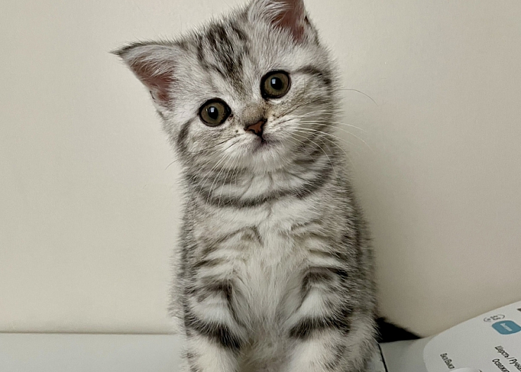 Шотландские котята с документами! 3