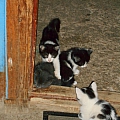 Кому нужны симпатичные котята? 6