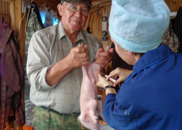 Кастрация поросят,взрослых хряков ,котов и кобелей