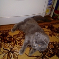 Найдена кошечка 2