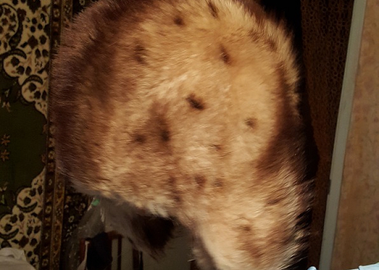 Шапка, зимняя, женская, "енот", р.58, новая 3