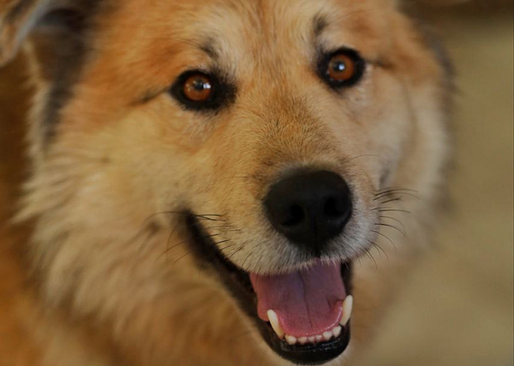 Пёс 1 год в добрые руки 2