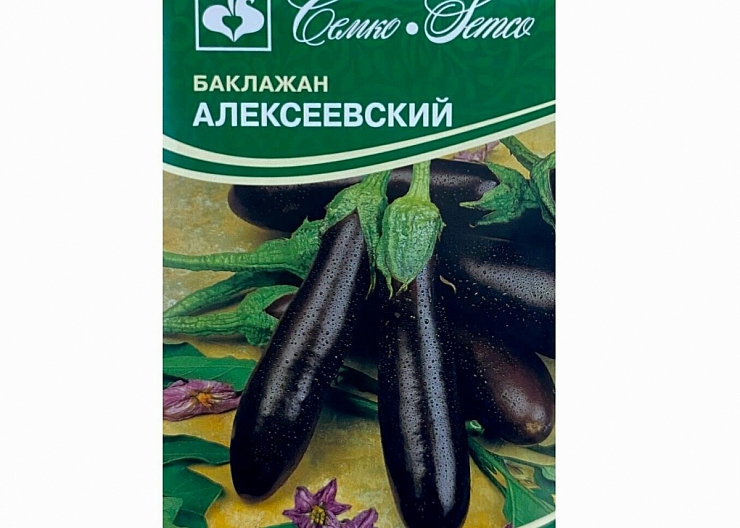 Рассада баклажан 2