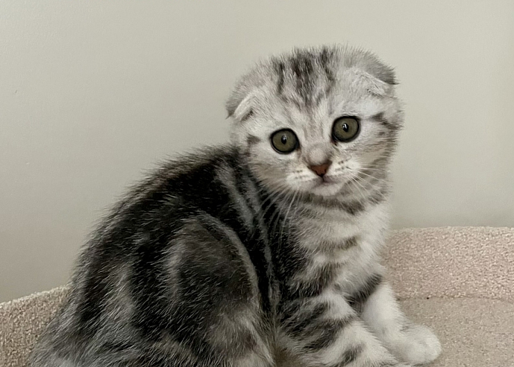 Шотландские котята с документами! 2