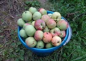 Продам яблоки сладкие, свежие
