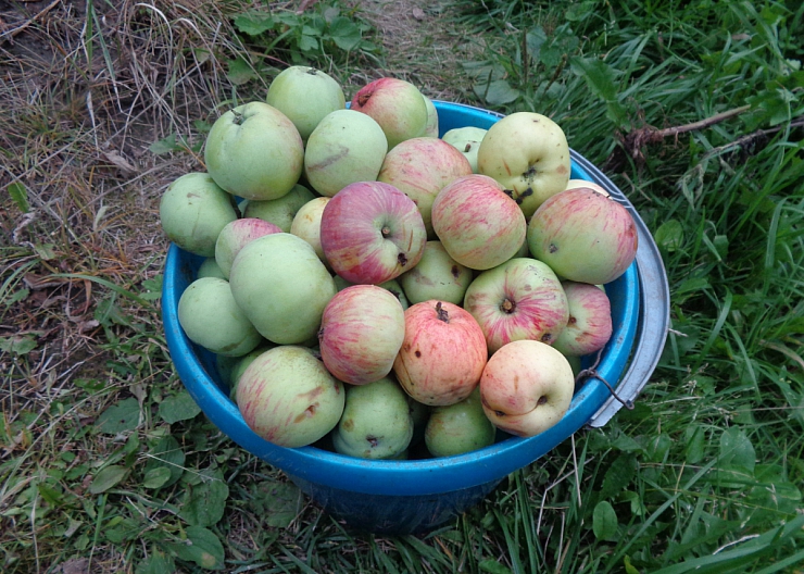 Продам яблоки сладкие, свежие