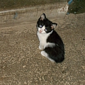 Кому нужны симпатичные котята? 2